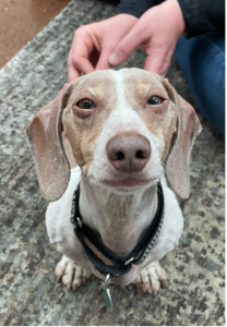 Close-up of adorable old brown and white dog with floppy ears